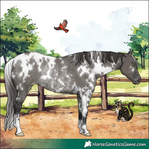 Horse Color:White Spotted Grullo Blanket Rabicano