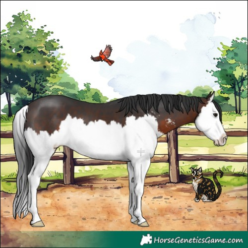 Horse Color:Brown Sabino Splash