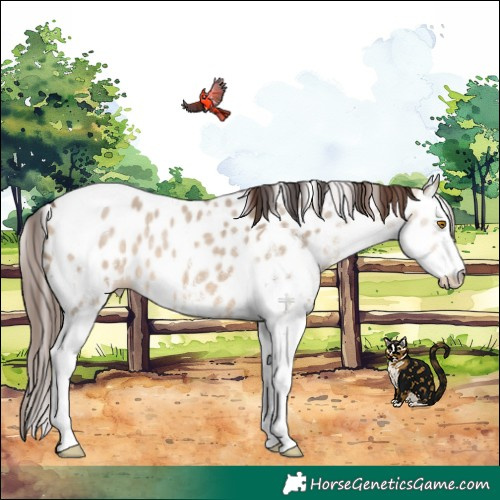 Horse Color:White Spotted Brown Dun Tobiano Leopard Rabicano 