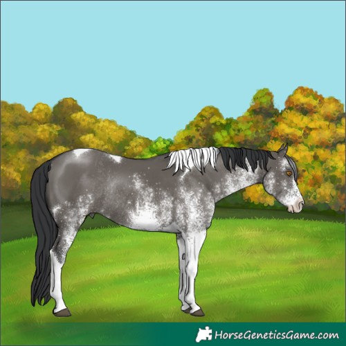 Horse Color:White Spotted Grullo Tobiano Rabicano