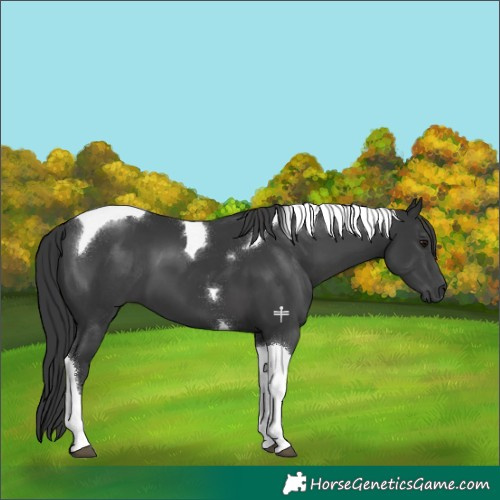 Horse Color:Black Tobiano