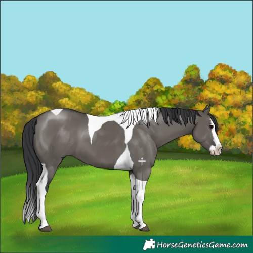 Horse Color:Grullo Splash Tobiano