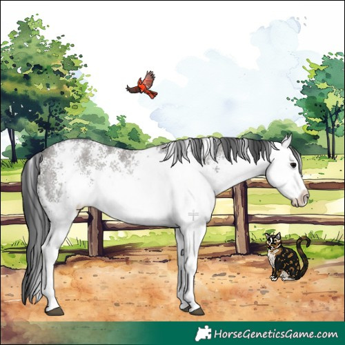 Horse Color:White Spotted Grullo Rabicano 