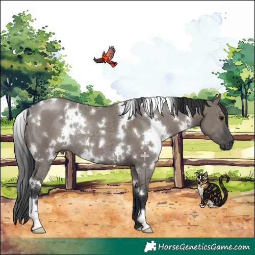 Horse Color:White Spotted Grullo Rabicano 