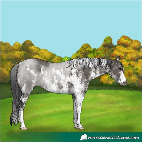 Horse Color:Gray White Spotted Grullo Rabicano 