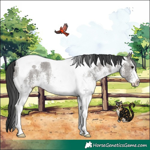 Horse Color:White Spotted Grullo Tobiano