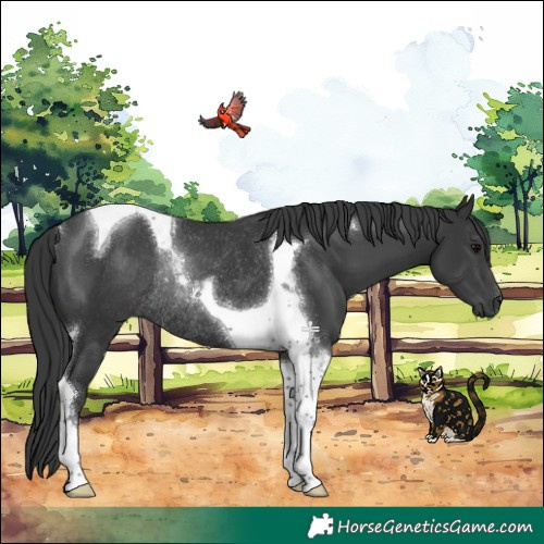 Horse Color:Black Tobiano Rabicano