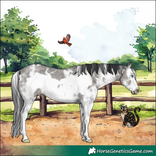 Horse Color:White Spotted Grullo Splash Frame Rabicano 