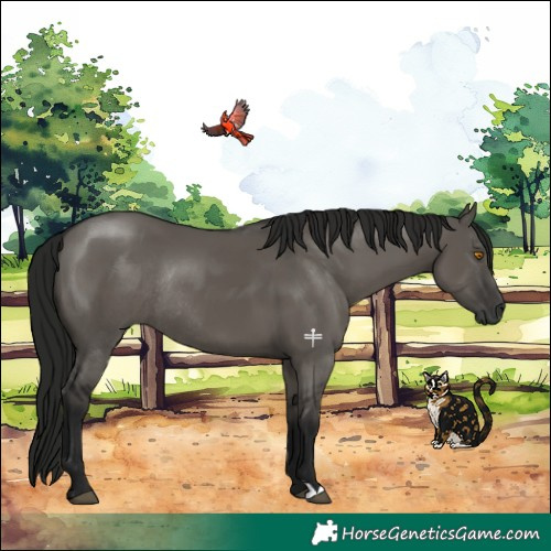 Horse Color:Gray Grullo Rabicano