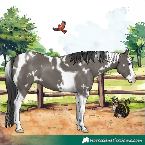 Horse Color:White Spotted Grullo Splash Tobiano