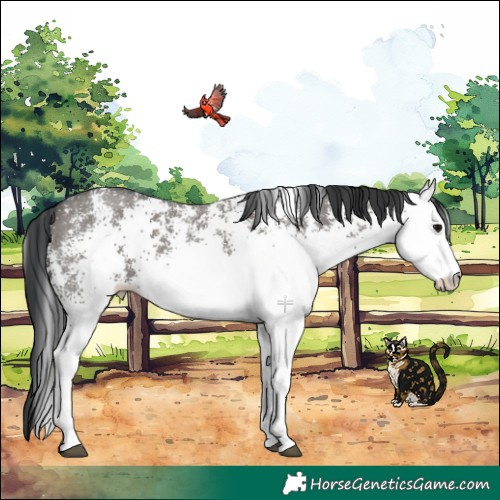 Horse Color:White Spotted Grullo Rabicano