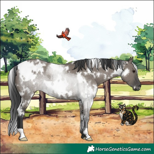 Horse Color:White Spotted Grullo 