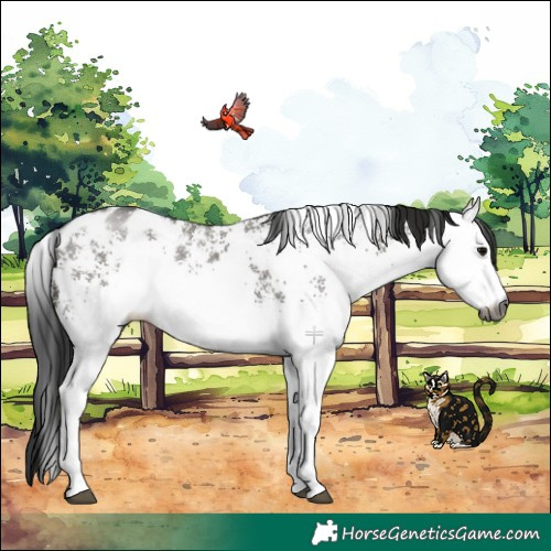 Horse Color:Gray White Spotted Grullo Appaloosa Rabicano 