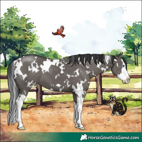 Horse Color:White Spotted Grullo Splash