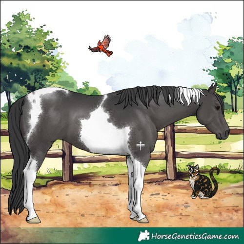 Horse Color:Black Tobiano 