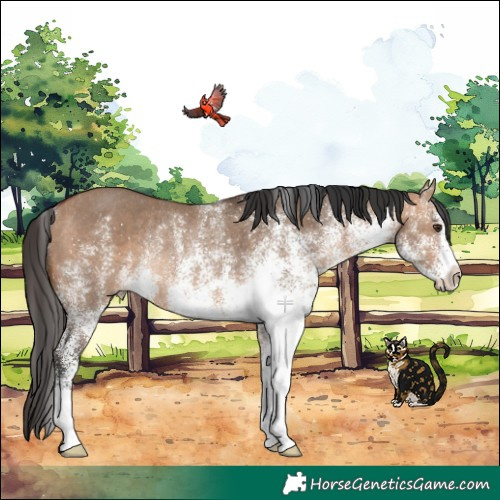 Horse Color:White Spotted Bay Dun Rabicano