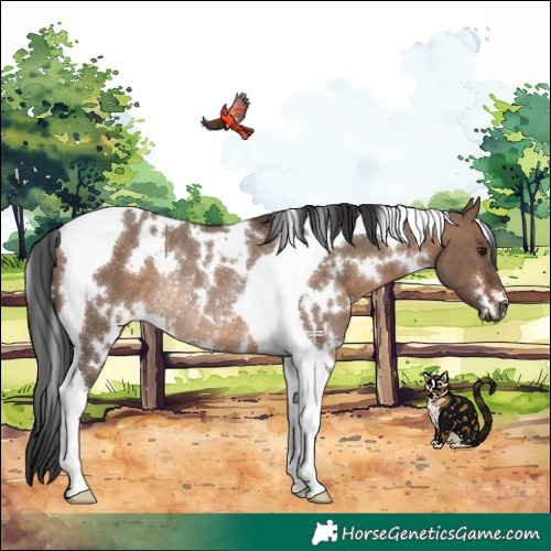 Horse Color:White Spotted Brown Dun Tobiano Rabicano