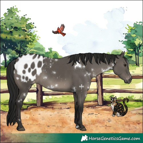 Horse Color:Gray White Spotted Grullo Appaloosa