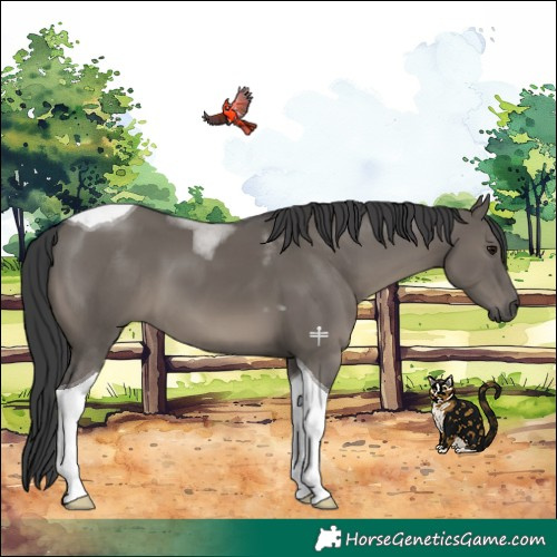 Horse Color:Grullo Tobiano 