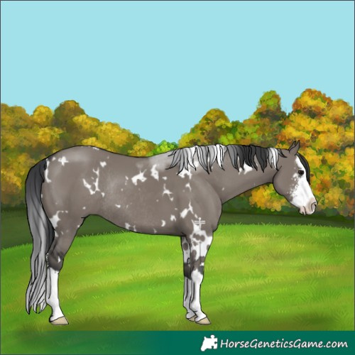 Horse Color:White Spotted Grullo Sabino Splash Rabicano