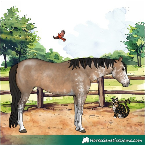 Horse Color:Gray White Spotted Bay Dun Tobiano Rabicano