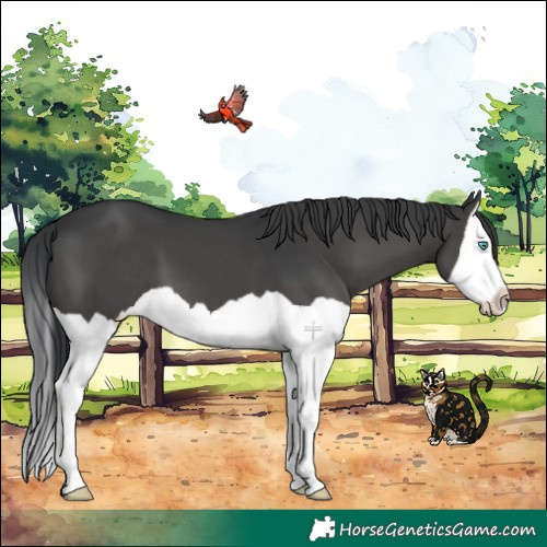 Horse Color:Black Splash