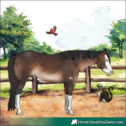 Horse Color:Brown Splash 