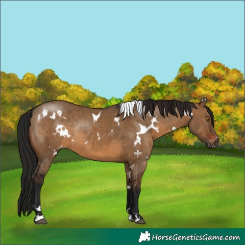 Horse Color:Gray White Spotted Brown Dun Appaloosa Rabicano