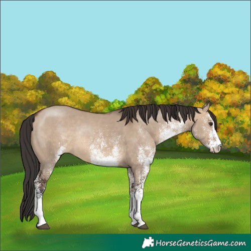 Horse Color:White Spotted Brown Dun Rabicano