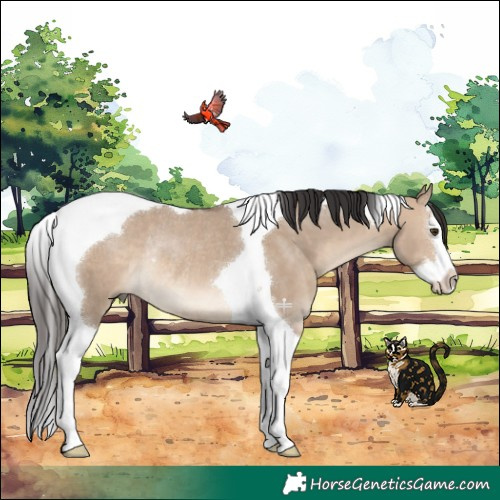 Horse Color:Brown Dun Splash Tobiano Rabicano 