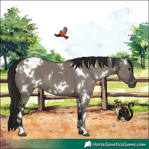 Horse Color:Gray White Spotted Grullo Appaloosa 