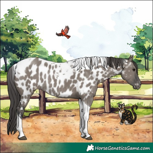 Horse Color:Grullo Tobiano Appaloosa Rabicano 
