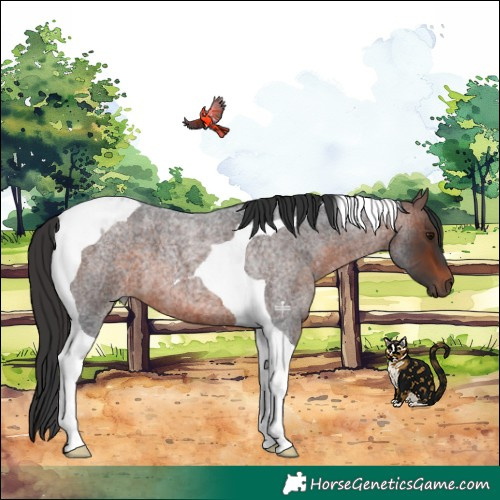 Horse Color:Brown Roan Tobiano 