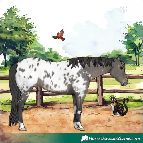 Horse Color:White Spotted Grullo Near Leopard