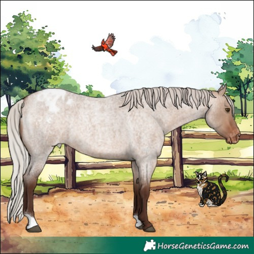 Horse Color:Silver Brown Roan Dun Varnish 