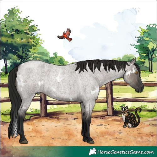 Horse Color:Gray White Spotted Grullo Roan Rabicano 