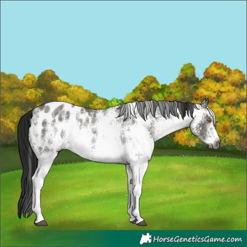 Horse Color:Gray White Spotted Grullo Blanket 