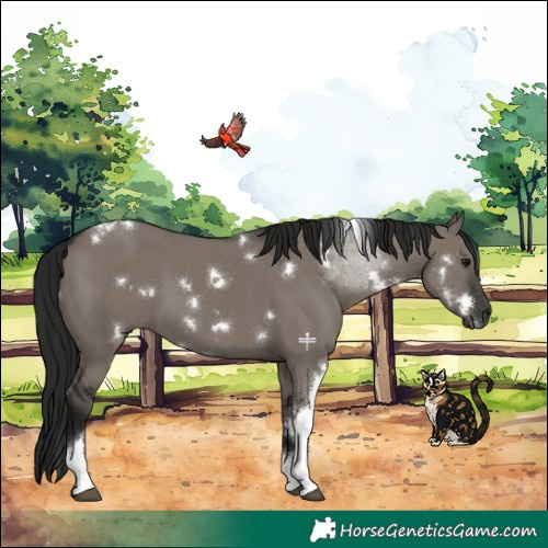Horse Color:Gray White Spotted Grullo Tobiano Rabicano