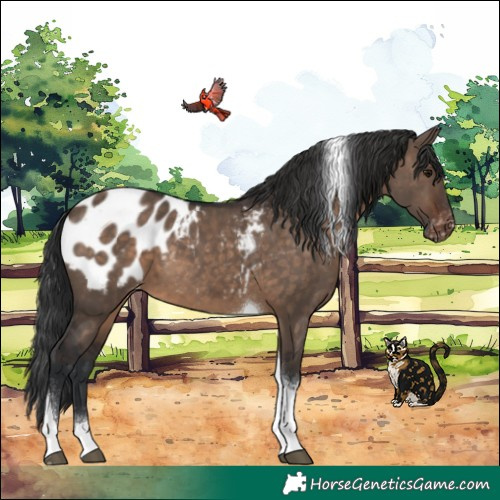 Horse Color:Brown Dun Tobiano Blanket