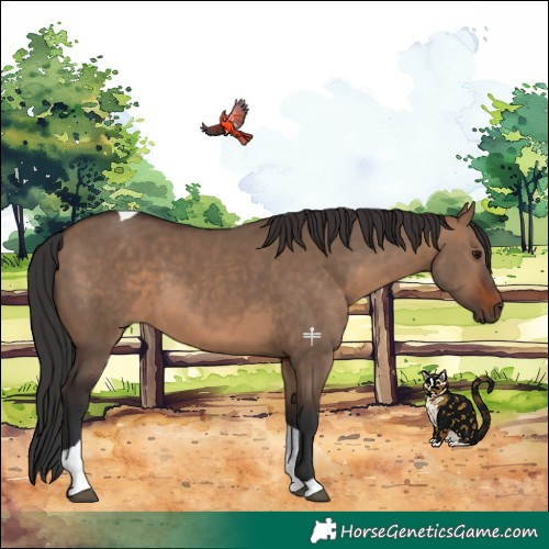 Horse Color:Brown Dun Tobiano 