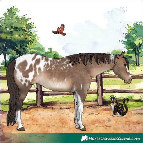 Horse Color:Brown Dun Tobiano Blanket Rabicano