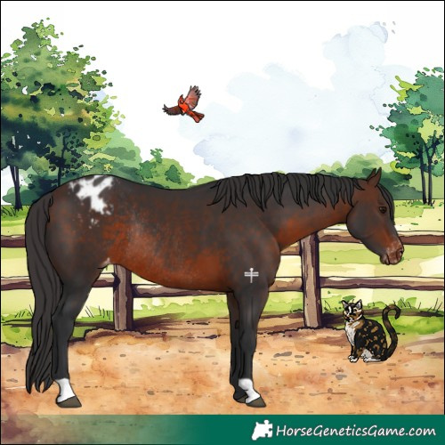 Horse Color:Brown Varnish Rabicano 