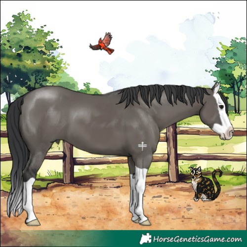 Horse Color:Grullo Splash 