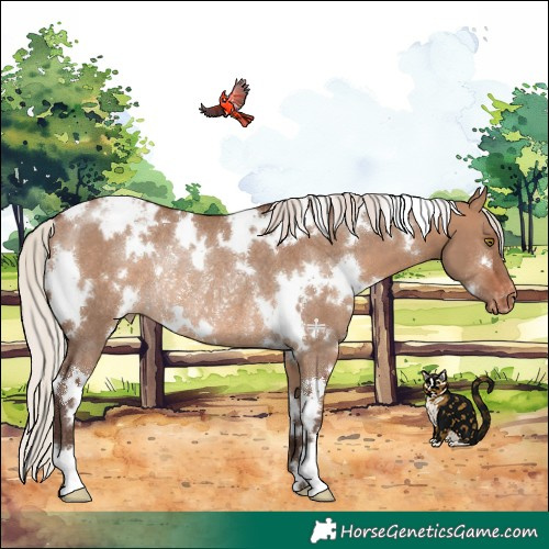 Horse Color:White Spotted Silver Brown Dun Varnish Rabicano 