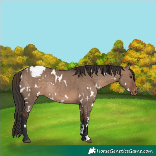 Horse Color:White Spotted Brown Dun Blanket Rabicano