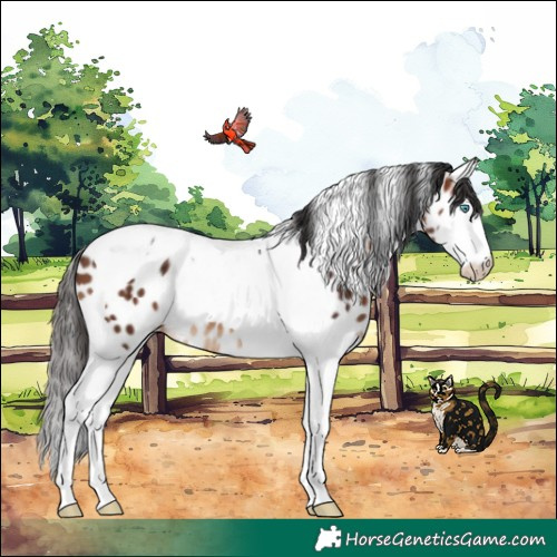 Horse Color:Brown Splash Tobiano Near Leopard 
