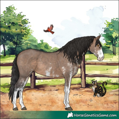 Horse Color:White Spotted Brown Dun Rabicano