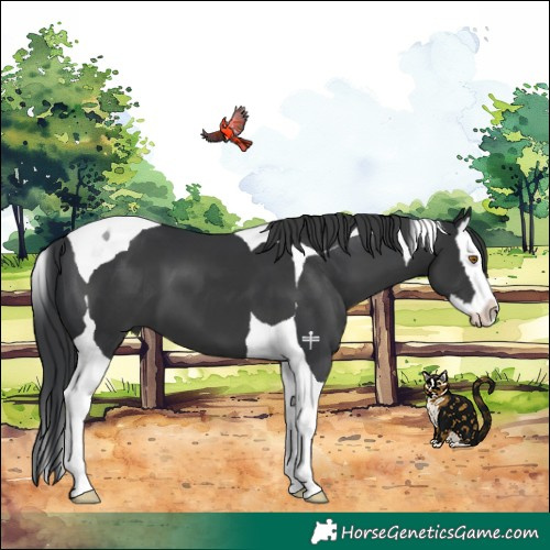 Horse Color:Black Splash Tobiano