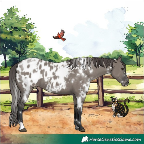 Horse Color:White Spotted Grullo Blanket