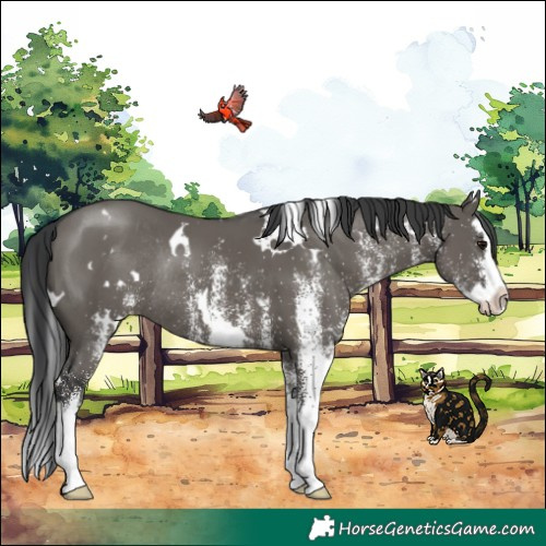 Horse Color:White Spotted Grullo Splash Rabicano 